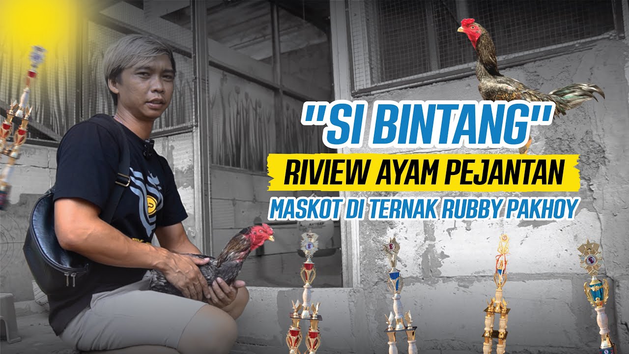 VLOG REVIEW AYAM PEJANTAN DI PETERNAKAN RUBBY PAKHOY