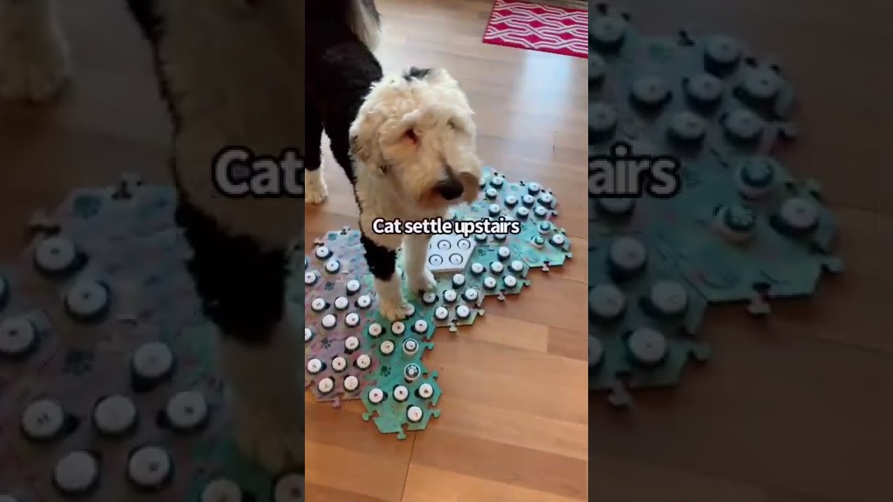 &ldquo;Like tiny elephants&rdquo;😂 #bunnythedog #tinyelephants #dogsoftiktok #doggo #fypシ