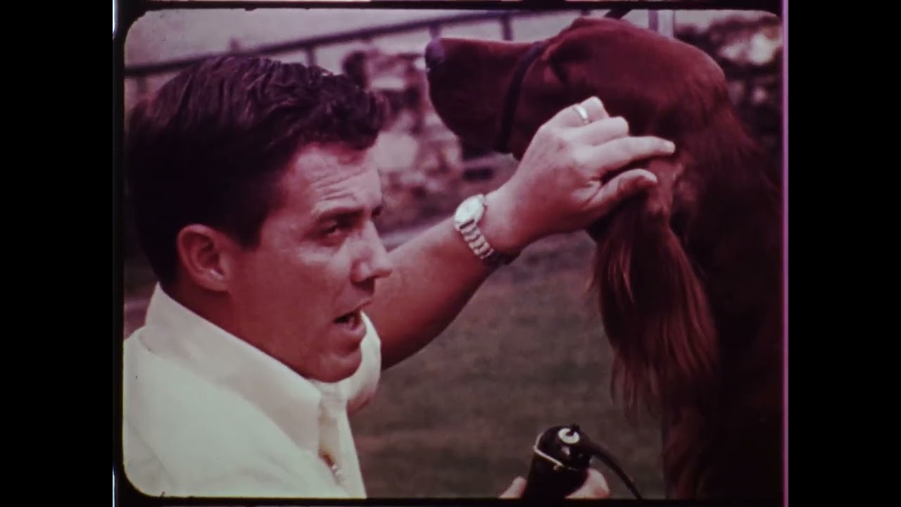 Irish Setter Grooming by George Alston  1975