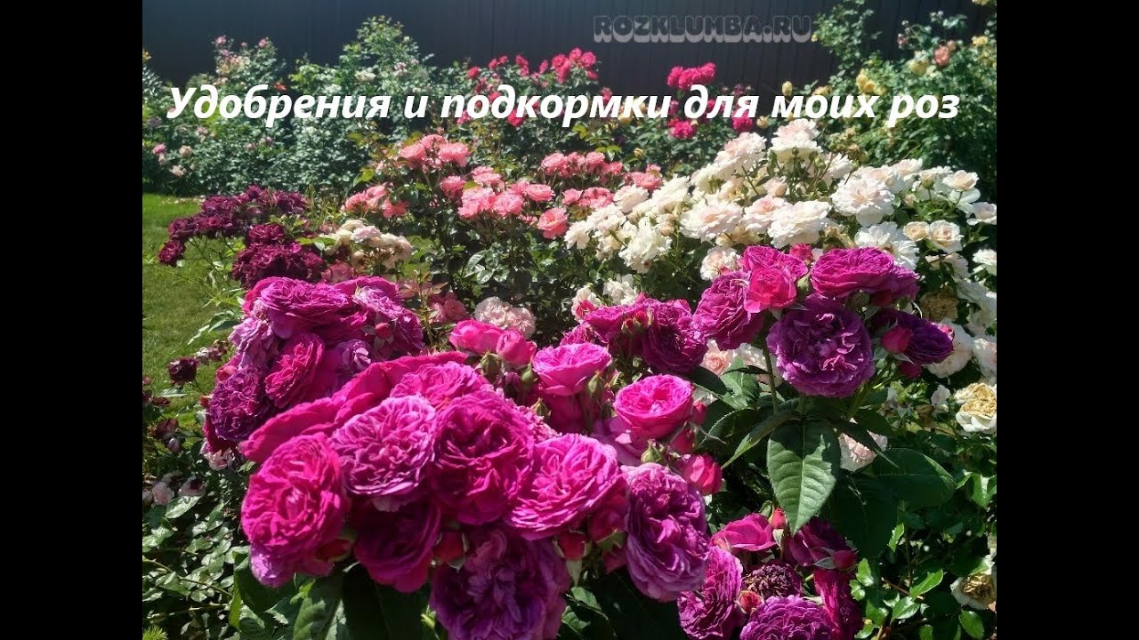 Удобрения и подкормки, которые использую для своих роз
