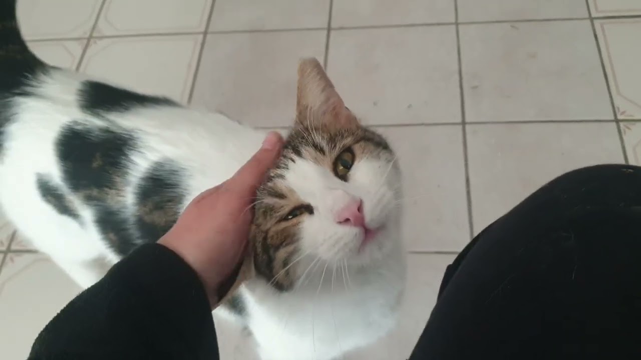 Dükkanda kedilerle günlük rutin 18.02.26 #kedi 