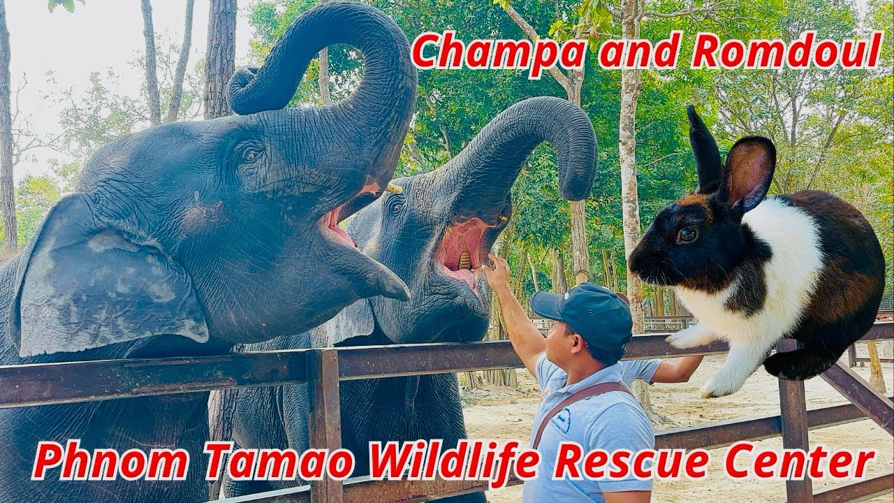 	Baby Elephants Champa & Rumduol Playing in Water | Phnom Tamao