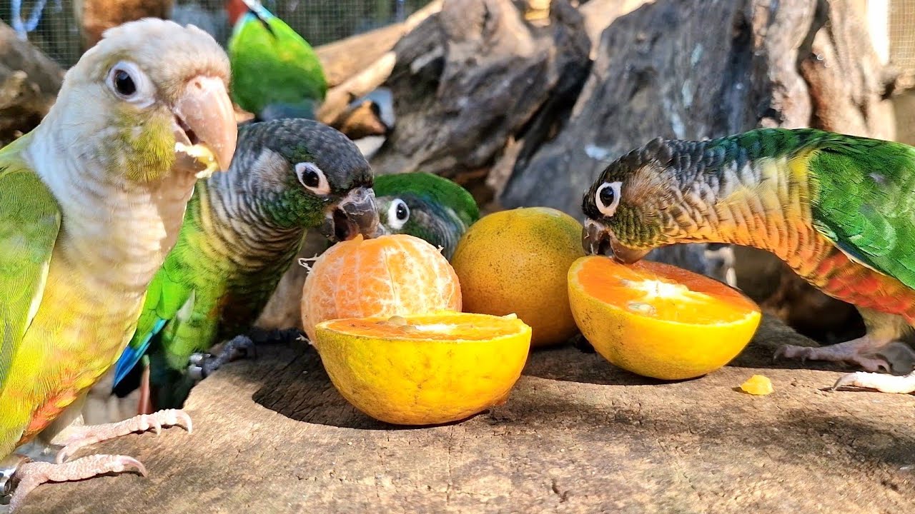 parrot is eating an orange for the first time. Let's see if it likes it. Green cheek conure sound.