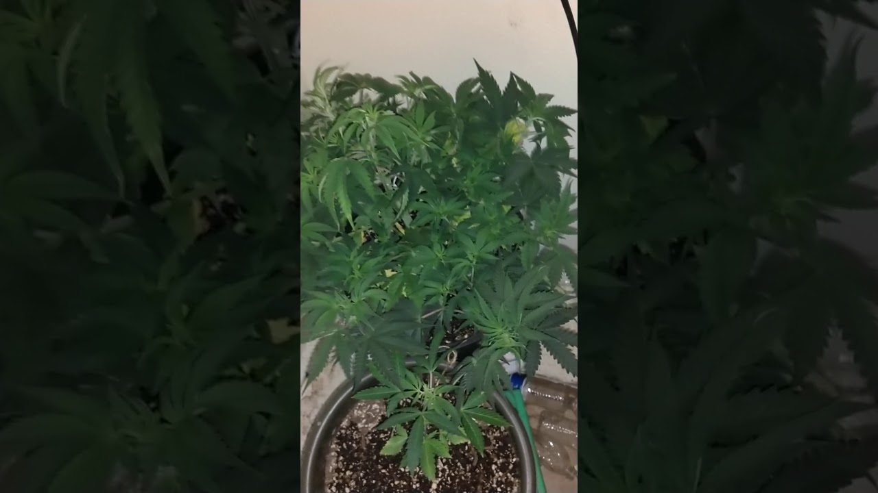 Do-Si-Dos Auto Day39 Lst Update
