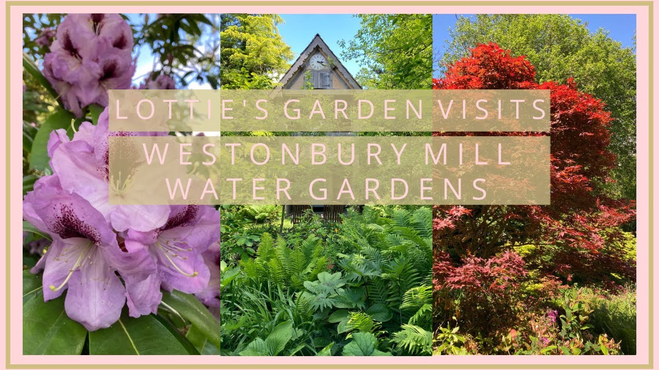 Lottie’s Garden Visits- Westonbury Mill Water Gardens