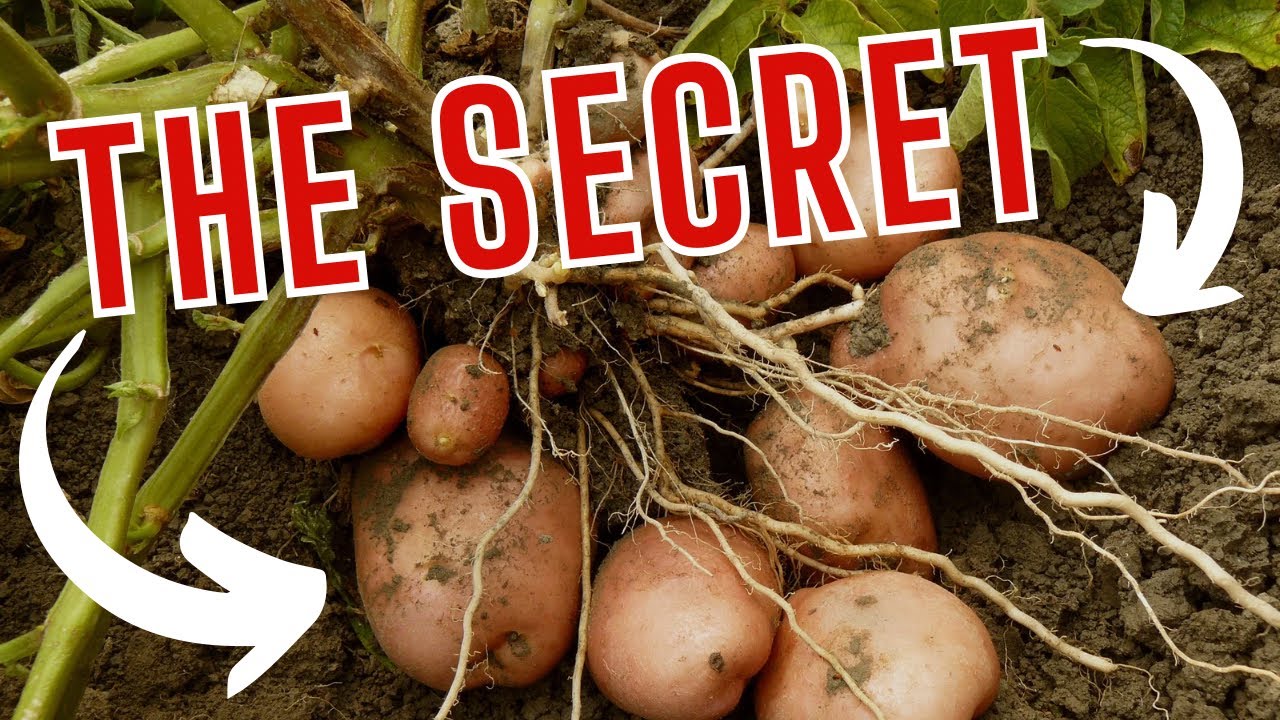 Planting Potatoes? Do THIS First or Regret It Later