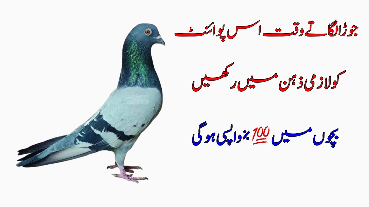 How To pair Up Pigeons || Patti Wale Kabootar Ka  Joda Lagane Ka Tarika || Afzaal Pigeons