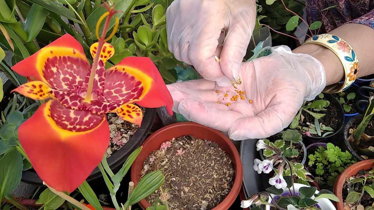 Tigridia Pavonia   propagación por semilla