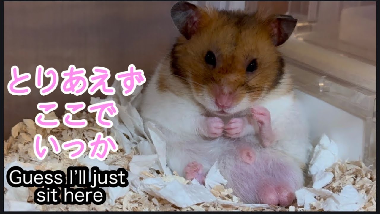 掃除後の混乱、とりあえず座る🐹/ Post-cleaning panic: just gonna sit here