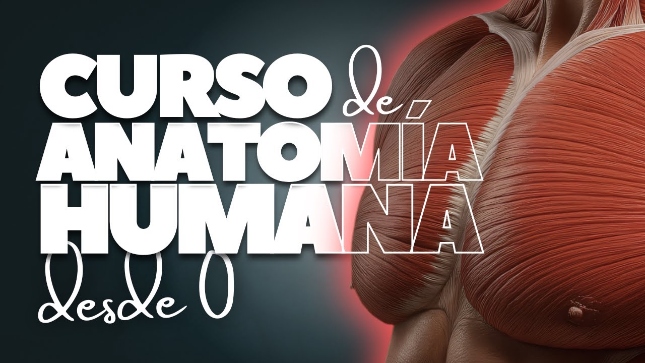 🎓 Curso de Anatomía Humana Gratis » Aprende anatomía desde 0