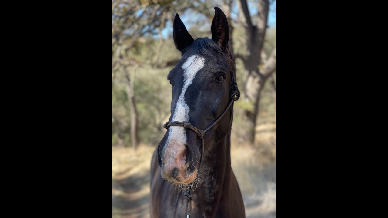 Anxious Horse on Trail, Spooky Horse, Barn Sour,  Lots of Advice - Tennesee Walking Horse- Tilley
