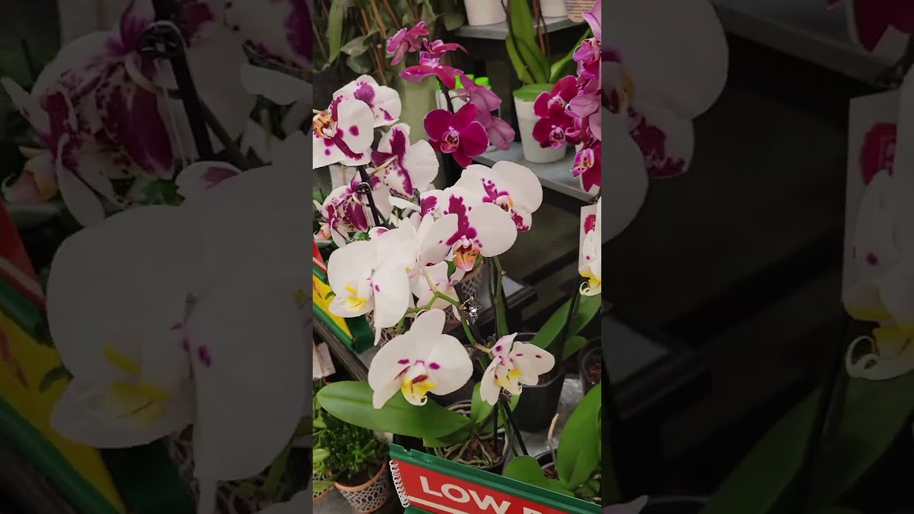 Orchid mania!