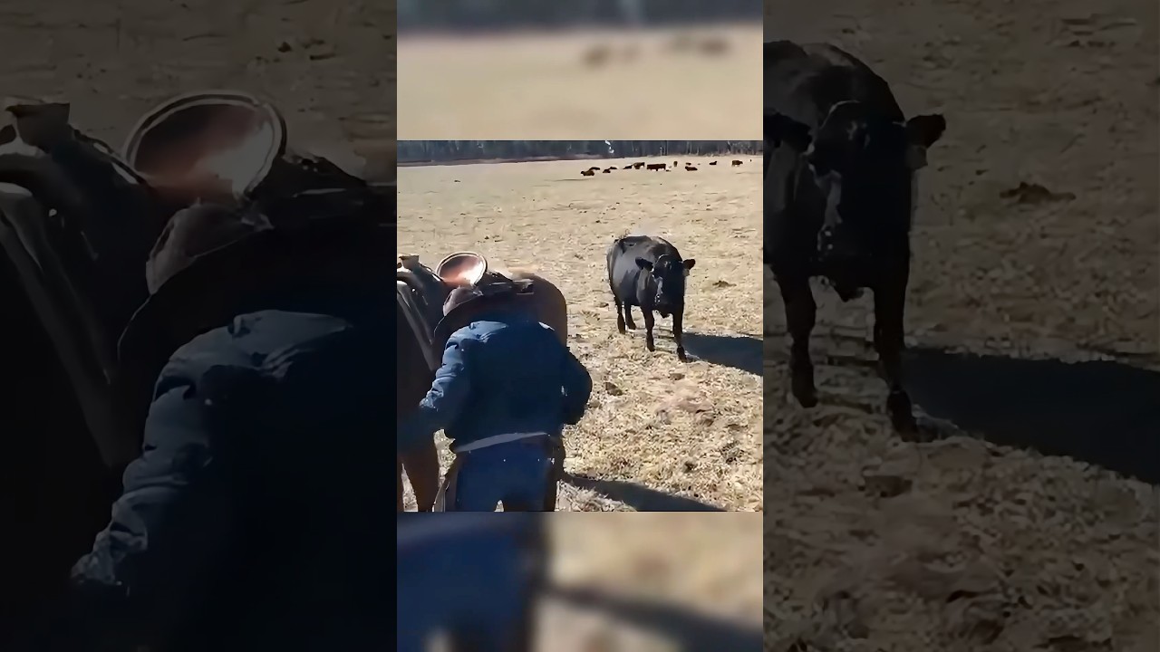 Horse Protects Farmer From Angry Cow