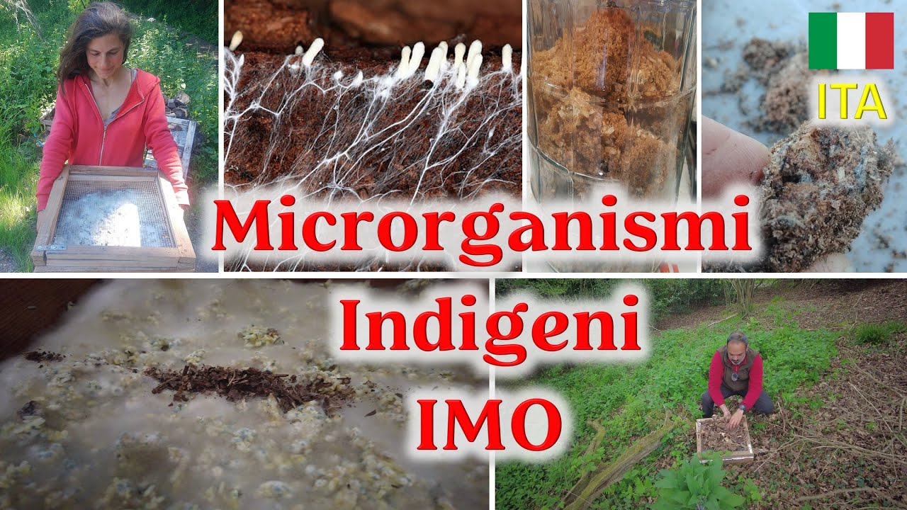 Come prelevare e riprodurre Microrganismi Indigeni (IMO) per l'orto