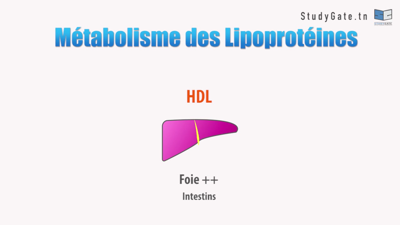 Métabolisme des dyslipidémies