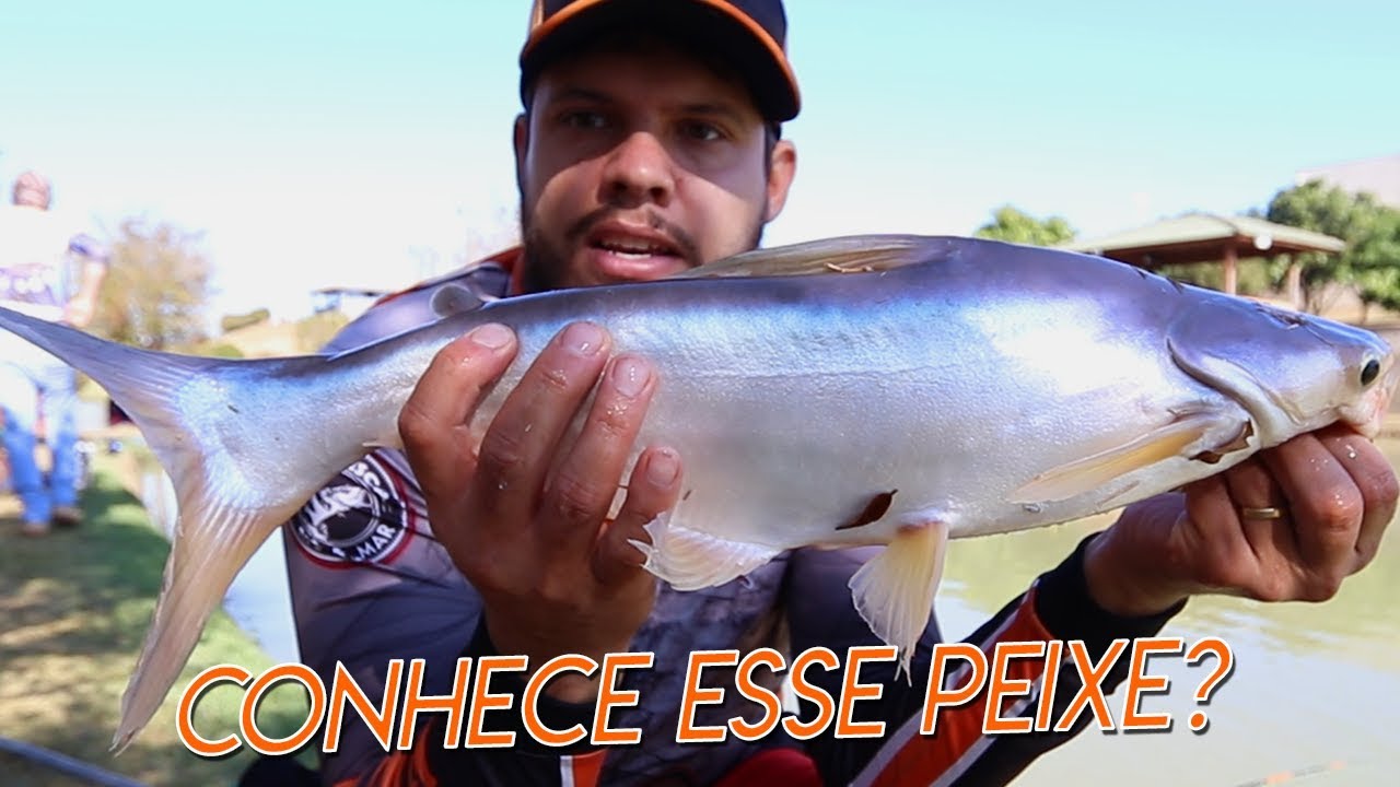 QUER RIR? ASSISTA ESSE VÍDEO! COMO PESCAR (ou não) OS PANGASIUS!