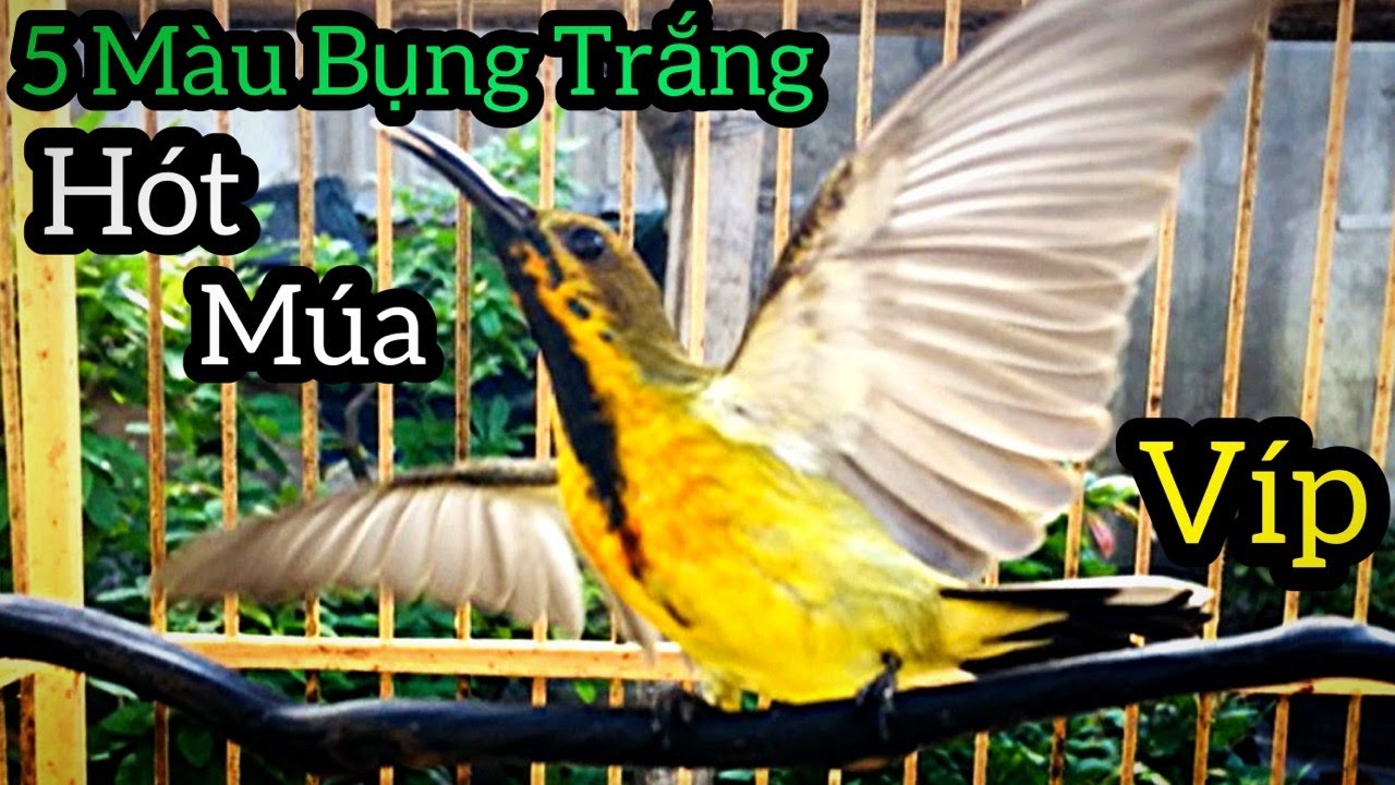 Chim HÚT MẬT 5 Màu BỤNG TRẮNG Mồi Hót Múa Dụ Bổi/ Thích Hợp Đi Bẫy - Kích Chim Lên Lửa