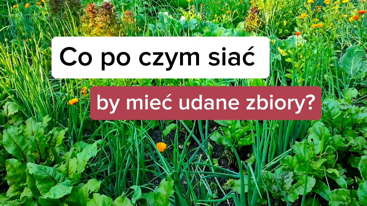 Co po czym siać, by mieć udane plony? Płodozmian i przedplon.