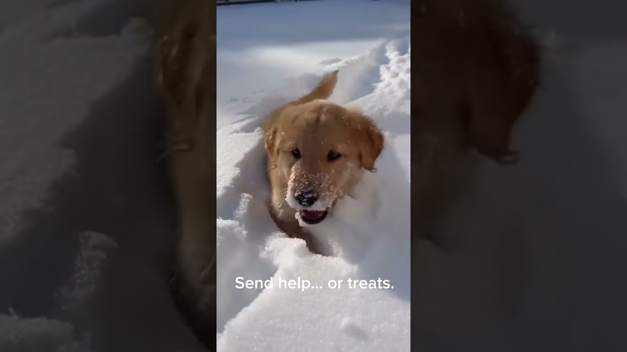 Puppy Meets Snow for the First Time – Hilarious Reaction!      