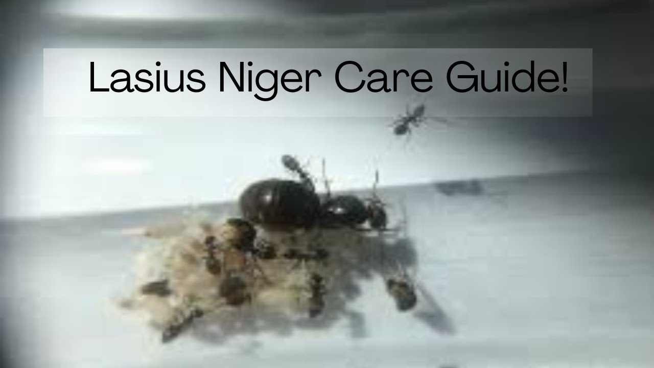How To Care for Lasius Niger - Care Guide | AntsPortugal