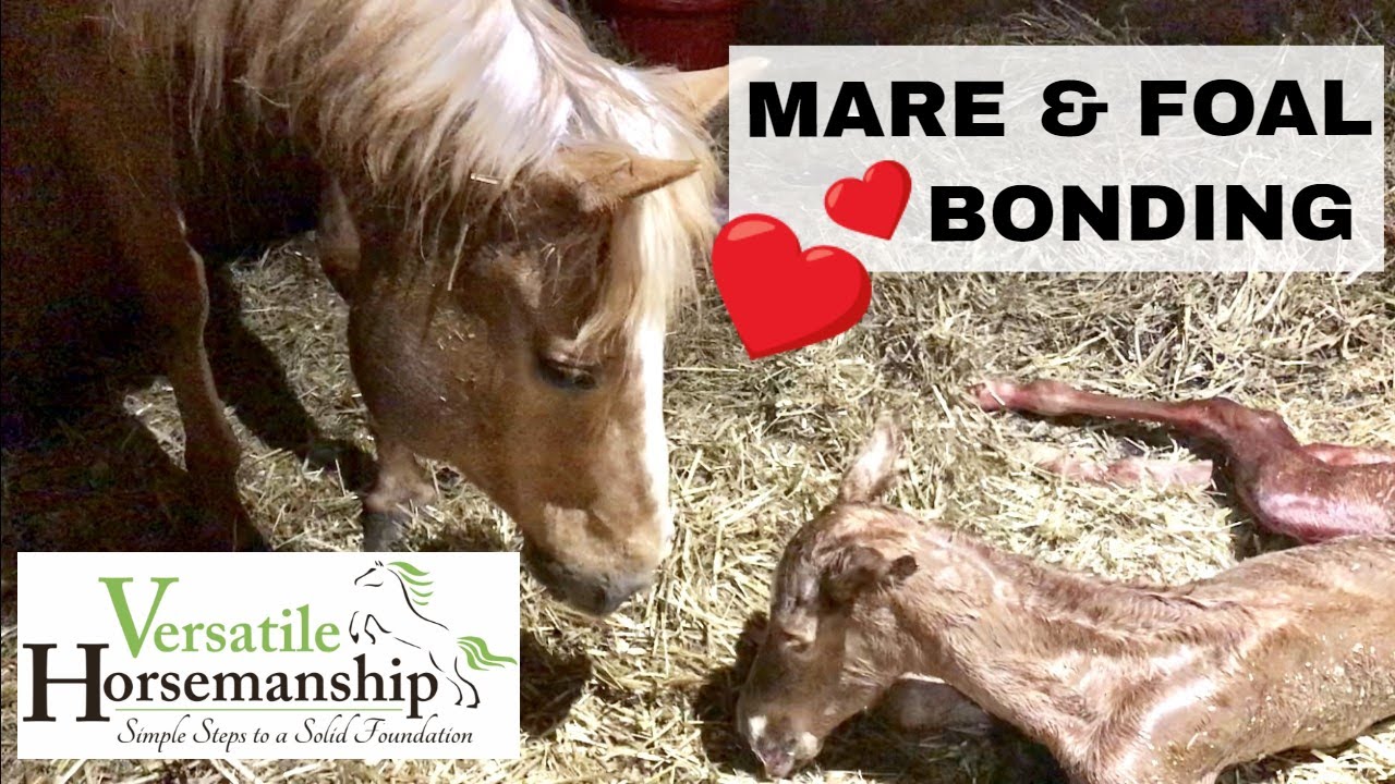 Mare And Foal Bonding + Gender Reveal // Versatile Horsemanship