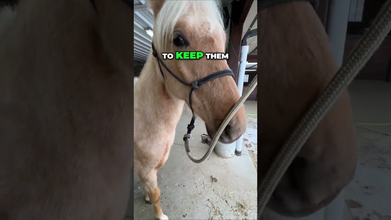 Meet Julio: My Barefoot Walking Horse