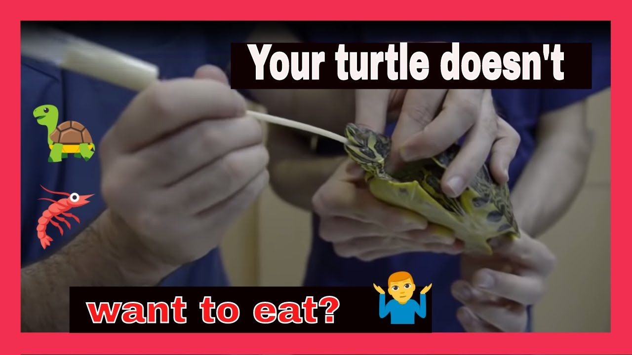 🐢 my TURTLE does'nt EAT, what to do if my TURTLE is NOT EATING?