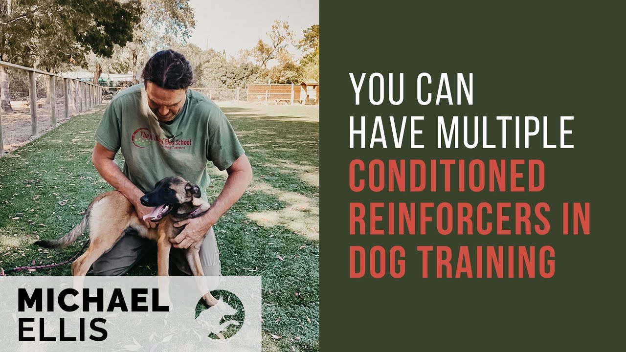 Michael Ellis on Multiple Conditioned Reinforcers in Dog Training