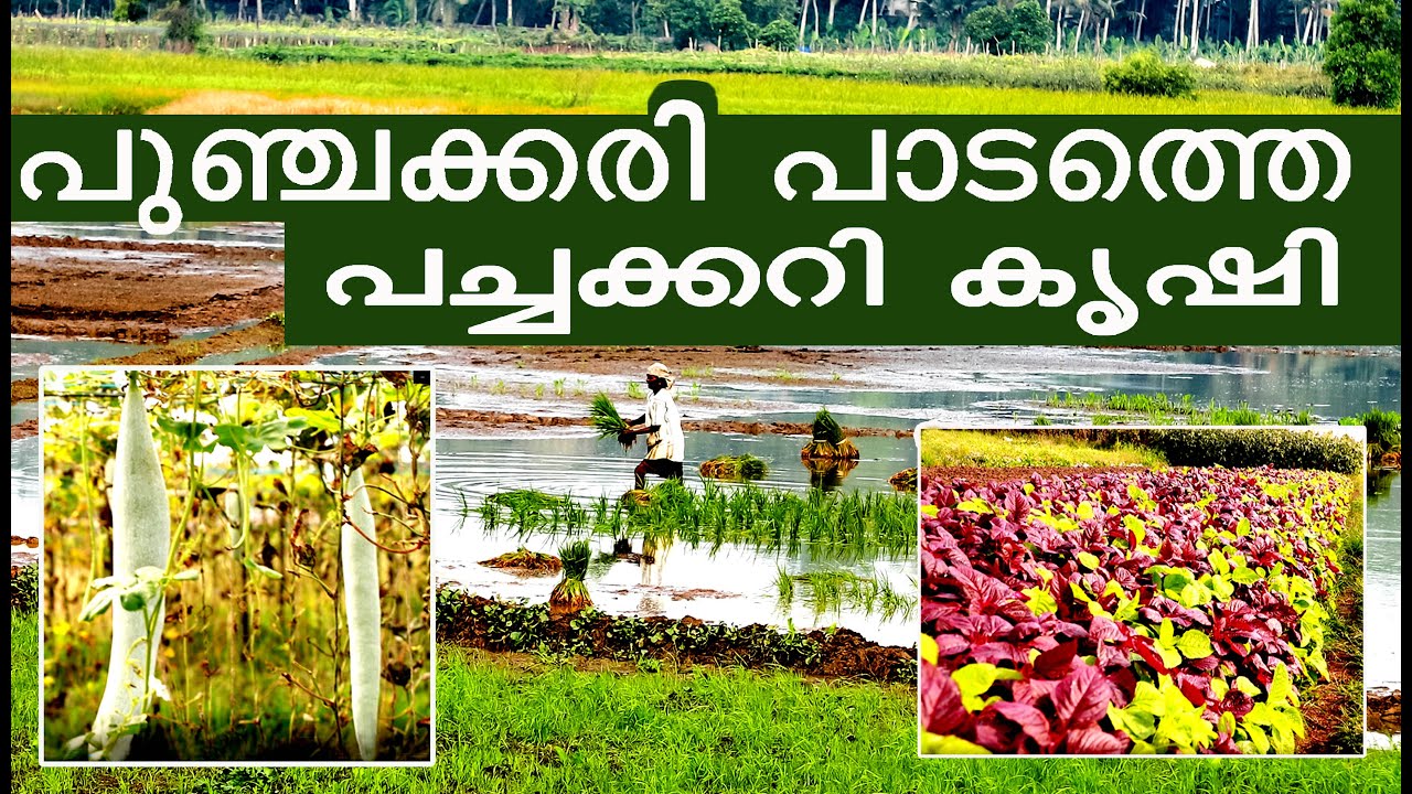പുഞ്ചക്കരി പാടത്തെ പച്ചക്കറി കൃഷി|Kireedam Palam|കിരീടം പാലം |Punchakkari