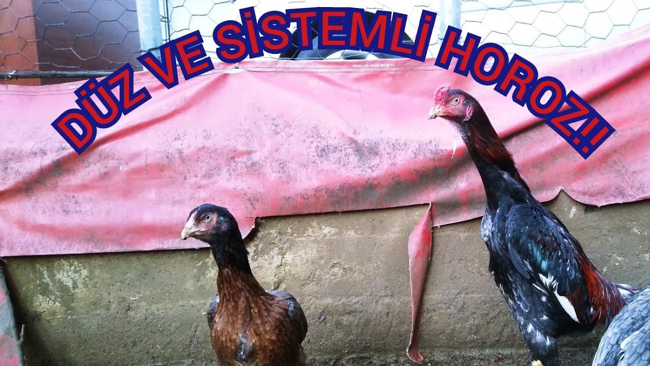 # 108# DÜZ VE SİSTEMLİ HOROZ NASIL HAZIRLANIR