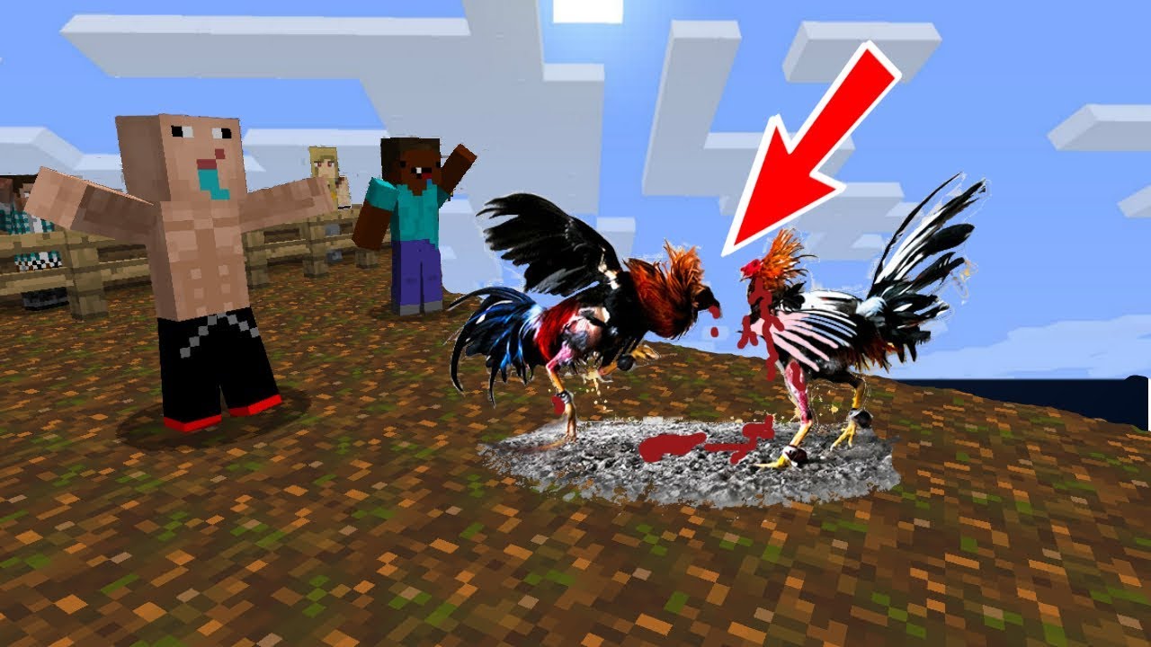 EL MEJOR NOOB PELEADOR DE GALLOS