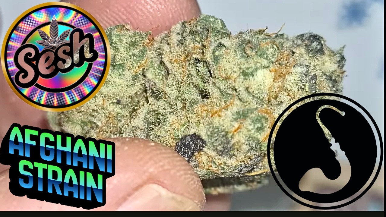 Afghani Strain AAA THCa Flower