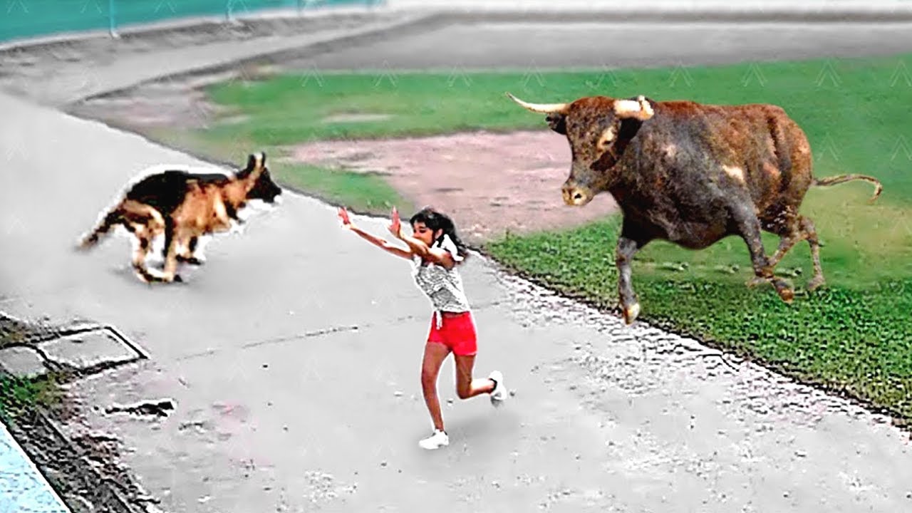 35 Hero Animals that Saved Human Lives !