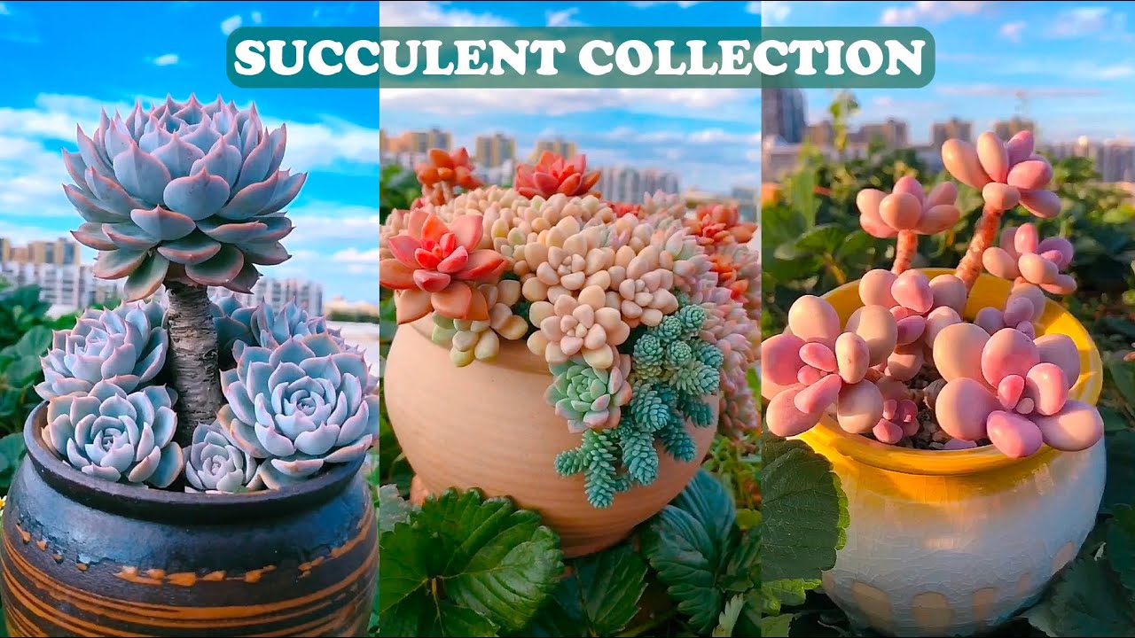 Colorful Succulent Collection| Bộ Sưu Tập Sen Đá Đầy Màu Sắc|  多肉植物| 다육이들 | Suculentas