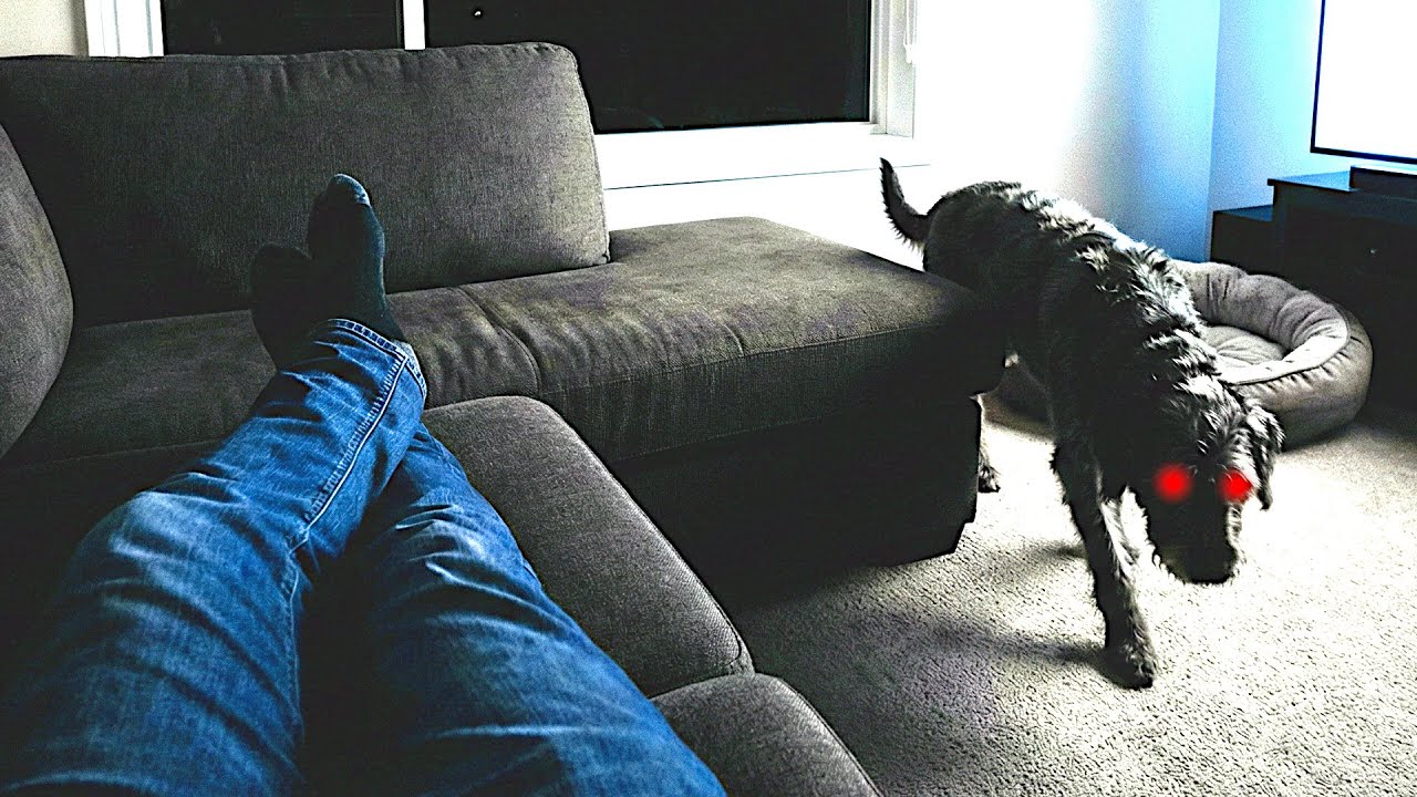 Was mein Hund tat, ist logisch NICHT ERKLÄRBAR! (POV Storytelling)