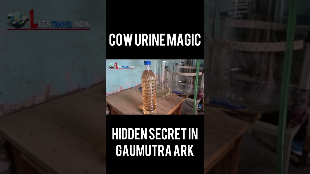 MAGIC OF COW URINE | HIDDEN  SECRET IN GAUMUTRA ARK #shorts #viral #info #cow #gaumutra #gaumata