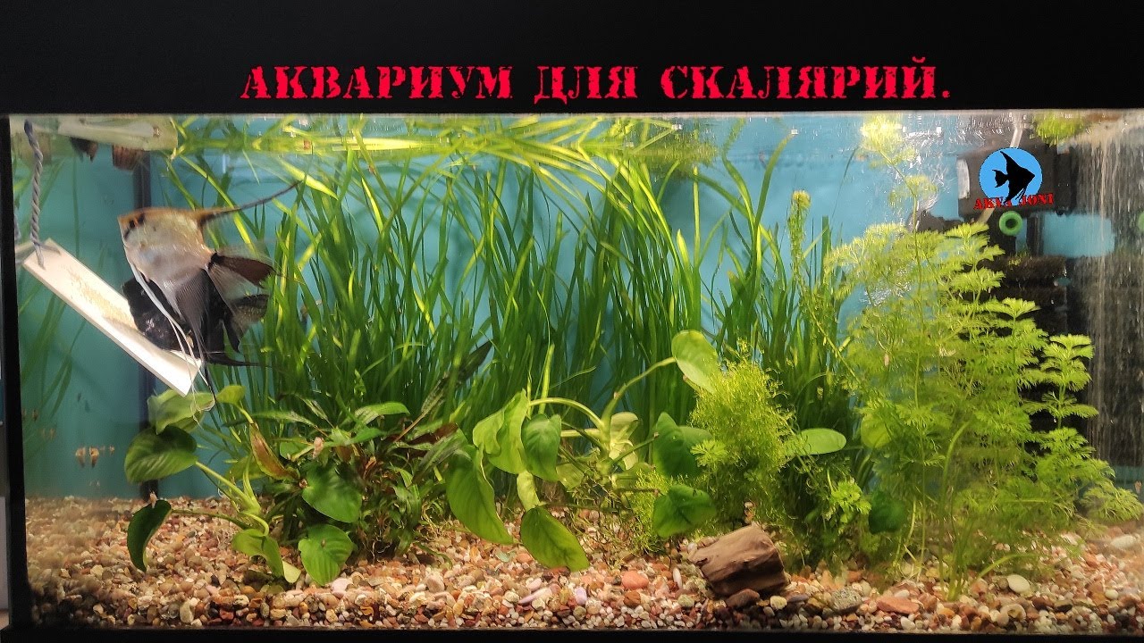Аквариум для скалярий.
