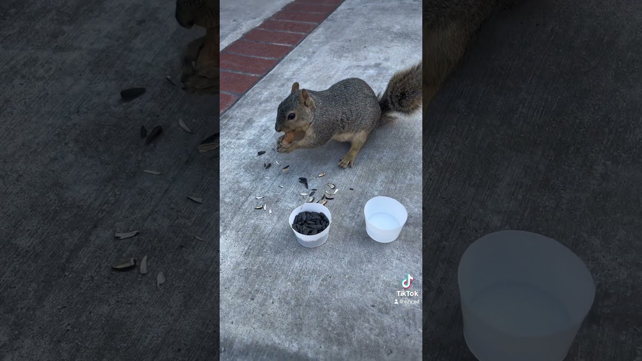 Squirrel eating sunflower seeds. (Episode 20) #squirrel #youtubeshorts #funnyshorts #shorts