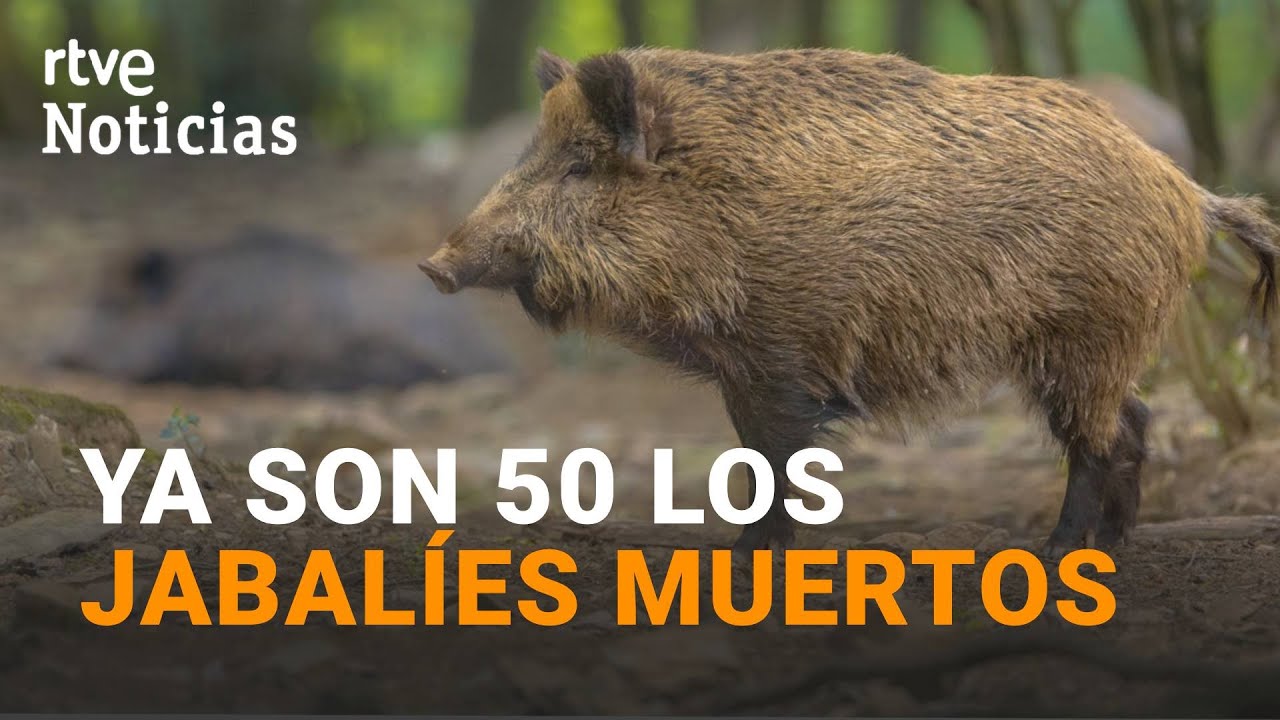 PESTE PORCINA | Hallan otros DIEZ JABALÍES MUERTOS en la zona de BARCELONA afectada por el BROTE