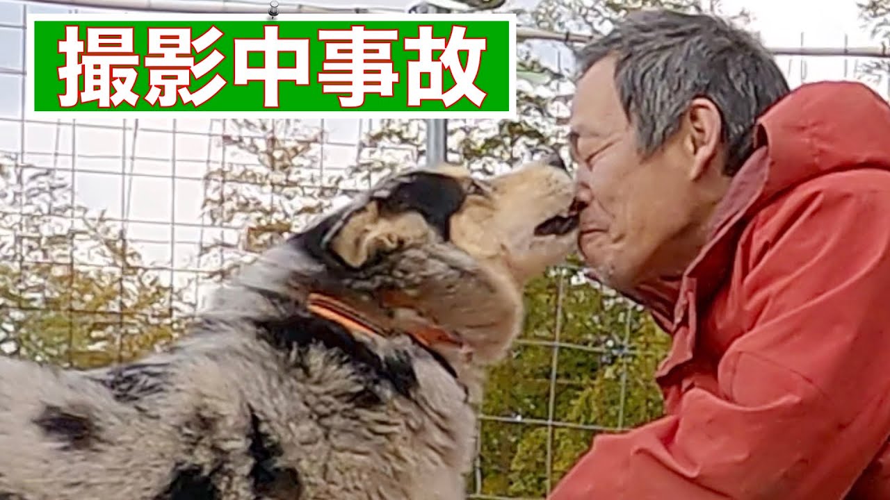 【誰もが予測できなかった瞬間】心を閉ざした保護犬シュンくん動画撮影中の事故❗️