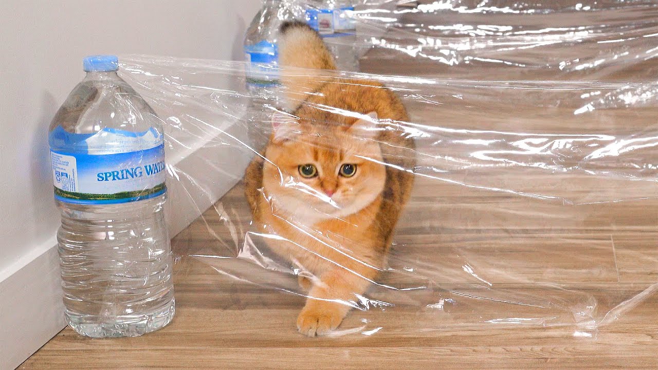 What Can't Cats Walk Through? #3