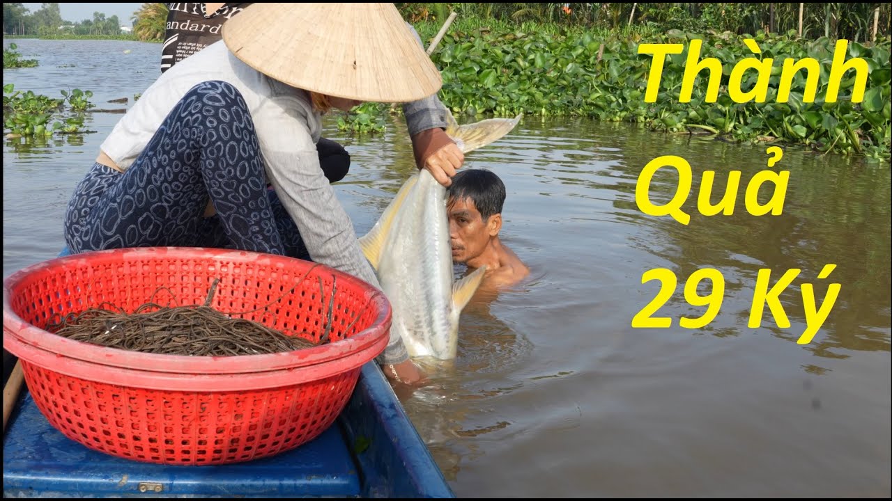 1302 / Giăng câu trúng bầy cá tra 20 con