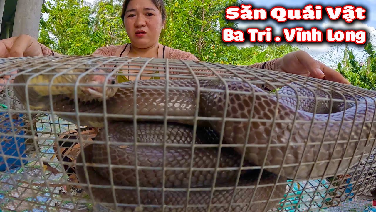 Săn RẮN HỔ ĐỘC Khổng Lồ ở Vùng Đất Mới # CSBR # 343