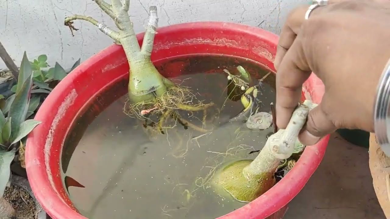 codex सिकुड़ गया तो ये तरीका अपनाएं : Water treatment of dehydrated adenium