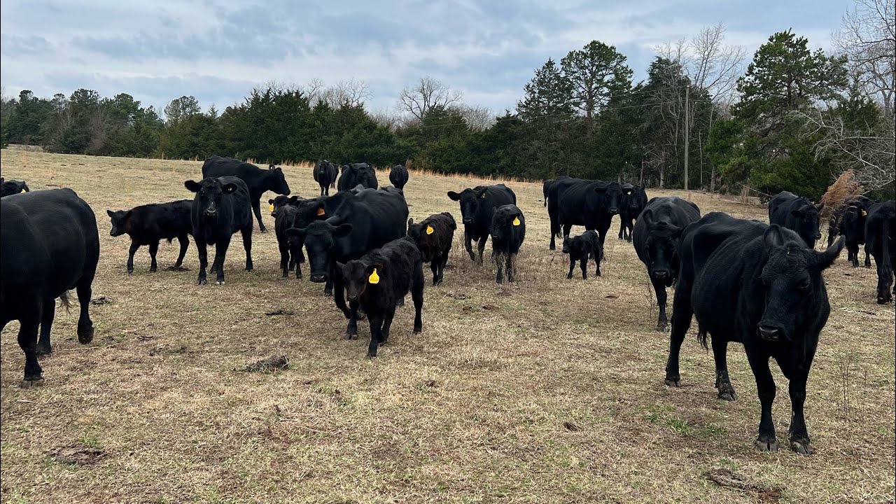 How To Calibrate A Livestock Scale.
