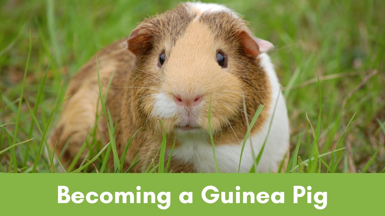 Becoming a Guinea Pig | Meditation for Children | Kids Sleep Stories
