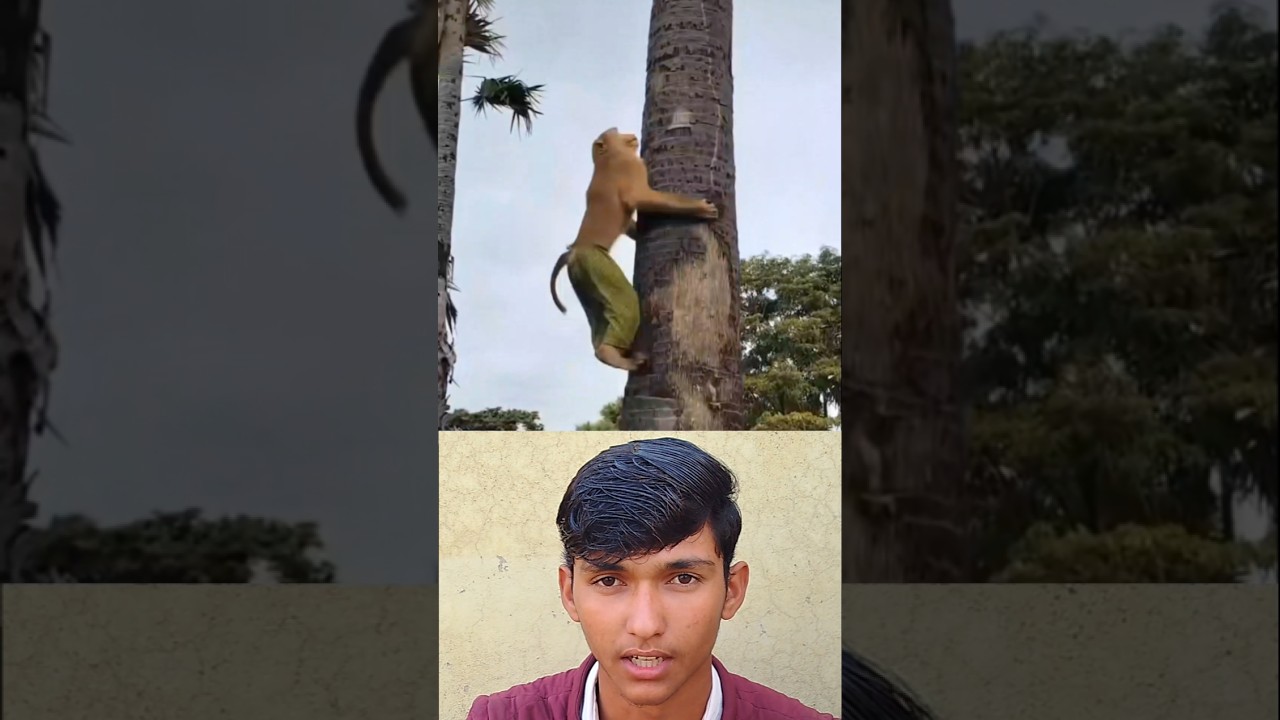 In Thailand, Monkeys Work as Coconut pickers! 🐒🥥 
