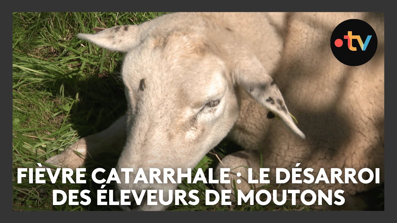 Fièvre catarrhale : la colère et le désarroi des éleveurs ovins face à l'arrivée tardive du vaccin