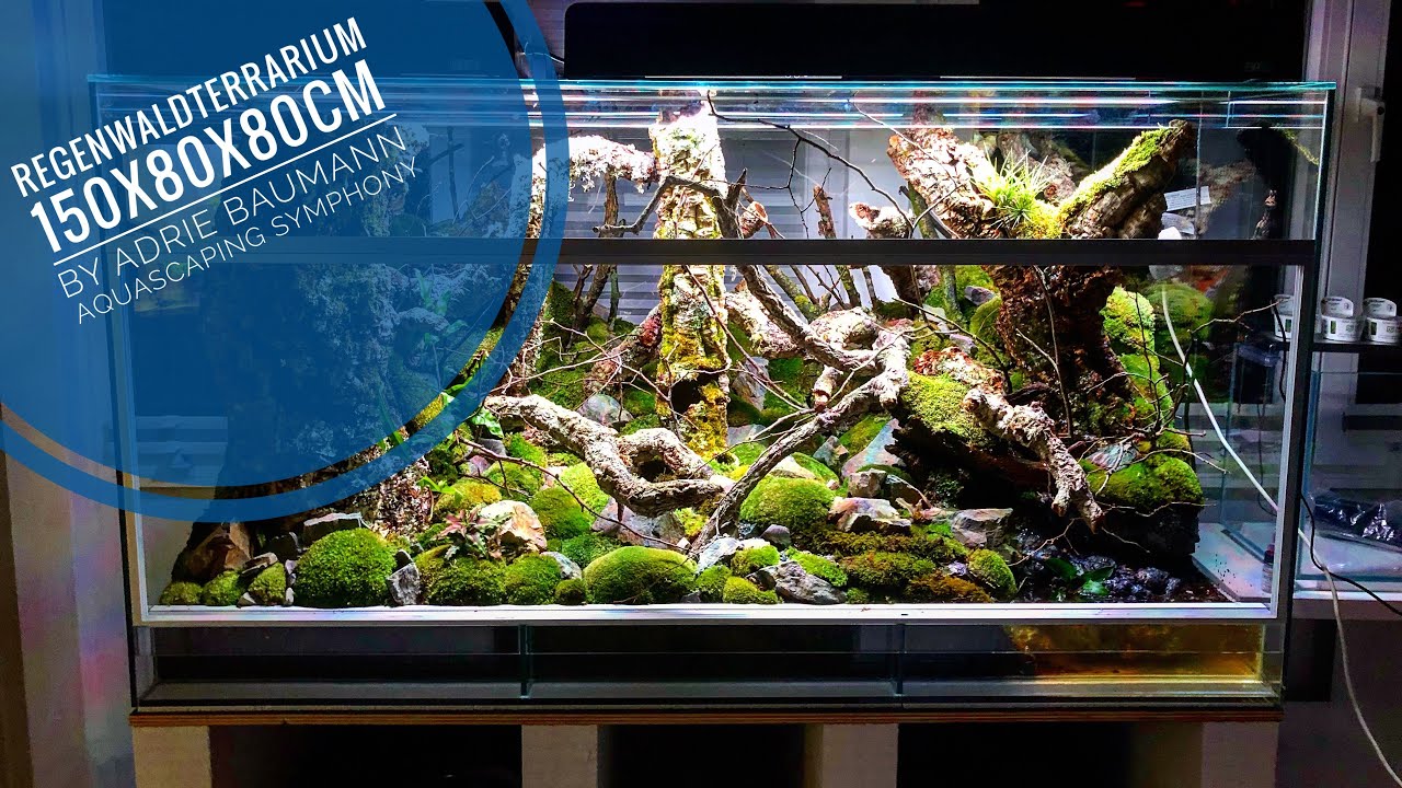 Regenwaldterrarium für Pfeilgiftfrösche