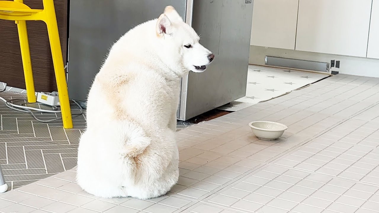 밥안준다고 했더니 단단히 삐진 강아지의 행동 ㅋㅋㅋ